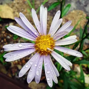 ES28] water drops on the flower