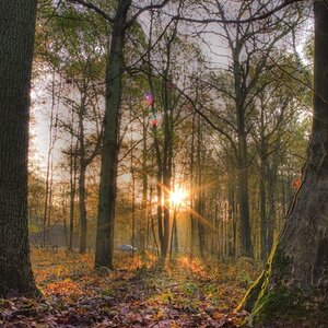 Forest Sunrise - HDR