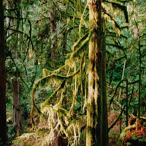 Mossy, Gilker Park