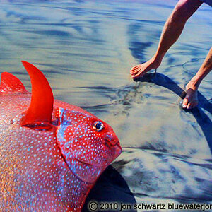 opah fish jon schwartz