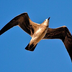 Gull at Kitty Hawk