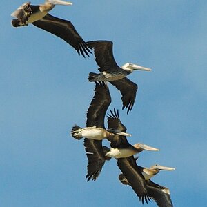 Brown Pelicans at Kitty Hawk