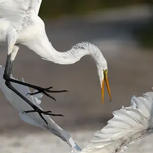 Egrets