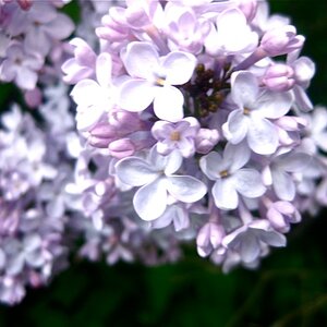 spring lilacs