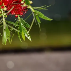 Callistemon (Bottlebrushes)
