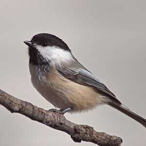 Chickadee on branch