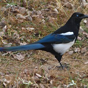 A magpie's blink