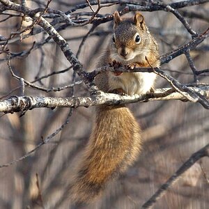 Squirrel watching the feeder