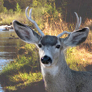 Deer by the White River Arizona