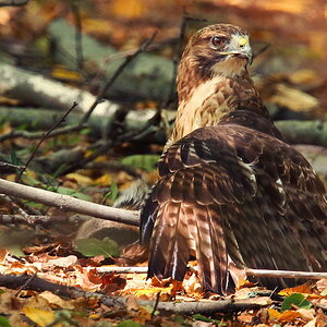 Red_Tail_Hawk_on_Catchresize