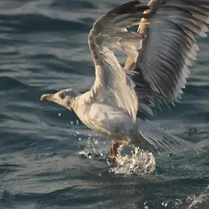 seagaull landng in the sea