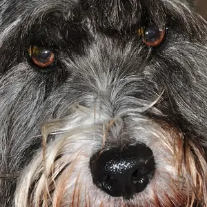 Meet_Scruffy