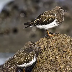 sanderlings