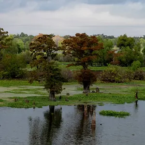 swamp one