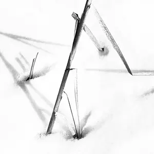 Typha Broken
