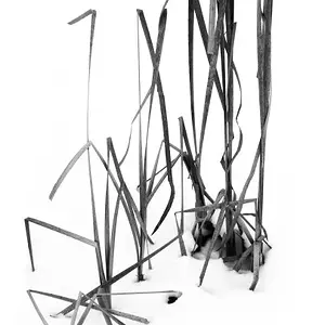 Typha Broken