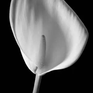 Calla Chalk
