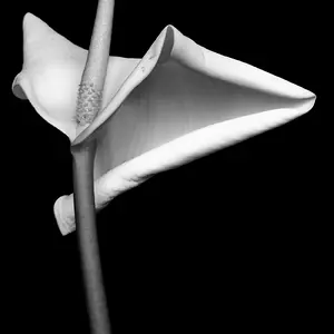 Calla Chalk