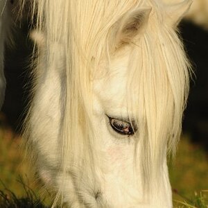 Little_Welsh_Pony