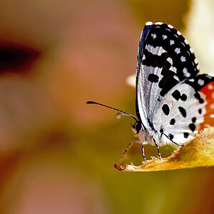 A Red Pierrot