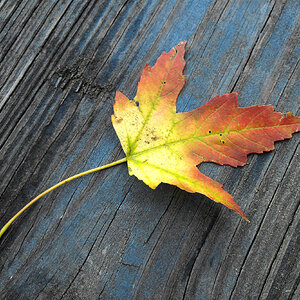 leaf on blue wood