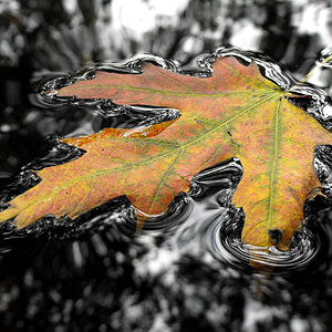 Leaf in water