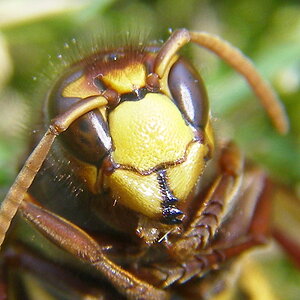 Wasp Hornet Vespa crabo