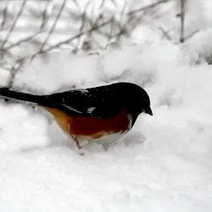 Birds in the snow