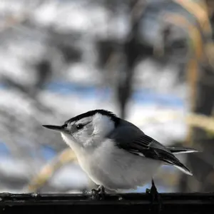 Birds in the snow