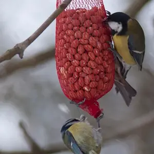 Get_it_while_you_can