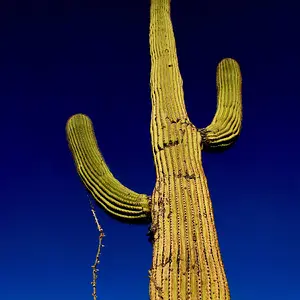 Arizona Desert