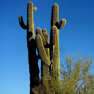 Arizona Desert