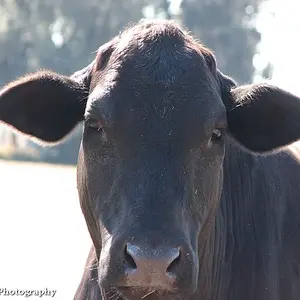 livestock