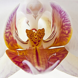 Orchid with bird's head