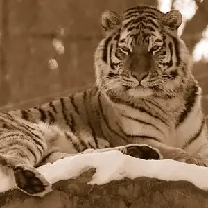 amurtiger