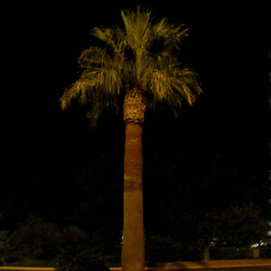Palm at night
