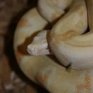 Coral Albino Female