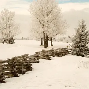 Log Fence