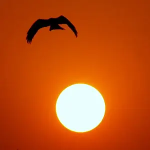 Phoenix