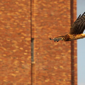 Northern_Harrier