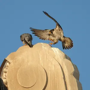 Peregrine_Falcon2