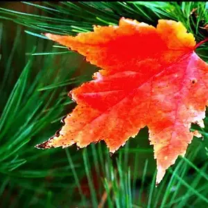fall_color_2