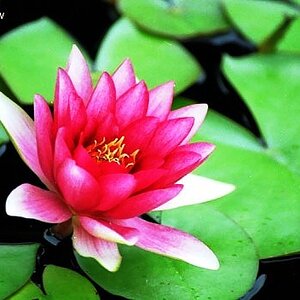 pond_flower
