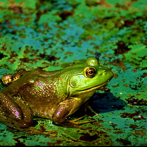 Pond_Frog