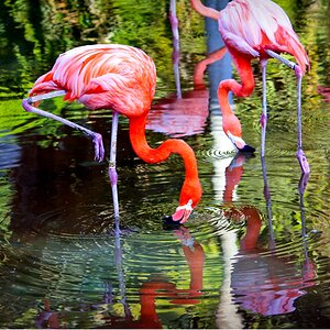 small_flamingos