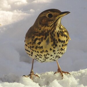 Birds in the garden