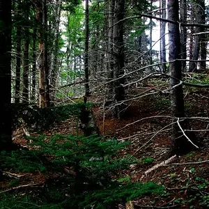 Look into the Woods