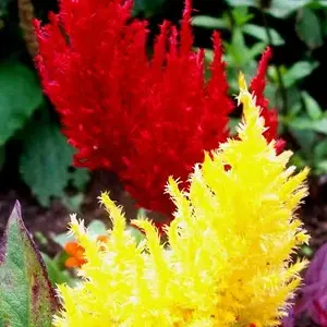 Spring Garden Flowers