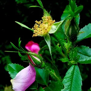 Wild Rose