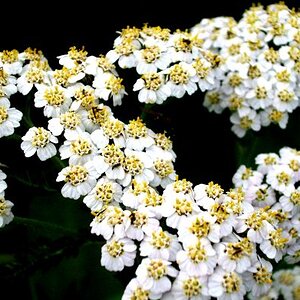 White Flower